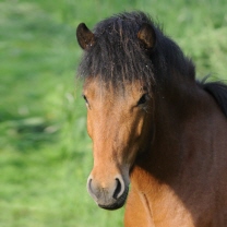 Gle�i von der Igelsburg