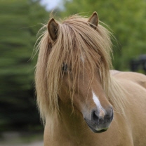 Gl&aelig;sa von der Igelsburg