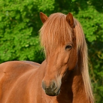 &Aacute;ra fr&aacute; Sy�ri-Reykjum