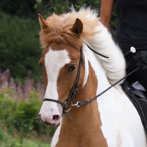 Gersemi von der Igelsburg