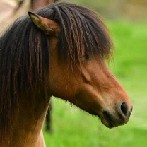 Gle�ja von der Igelsburg