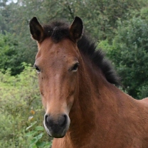 Kolka fr&aacute; Feti