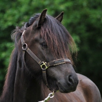 Valent&iacute;na fr&aacute; Selfossi