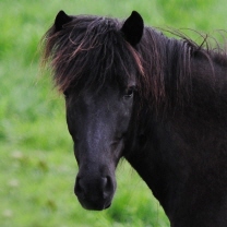 V&iacute;f fr&aacute; Eikarbrekku